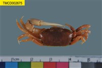 藏品(四角丑招潮蟹)的圖片